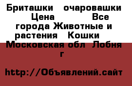 Бриташки - очаровашки.  › Цена ­ 3 000 - Все города Животные и растения » Кошки   . Московская обл.,Лобня г.